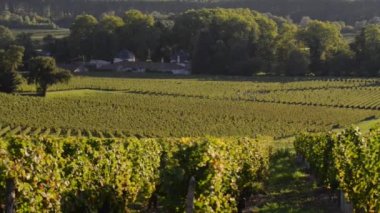 Bordeaux üzüm bağıyla sonbahar