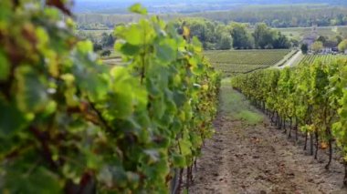 Bordeaux üzüm bağıyla sonbahar