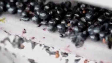 Üzüm hasat üzerinde sıralama tablo, Bordeaux üzüm bağı