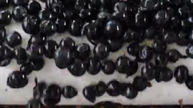 Üzüm hasat üzerinde sıralama tablo, Bordeaux üzüm bağı