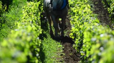 Çalışma bağ ile bir taslak at