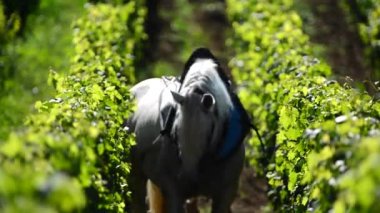 Çalışma bağ ile bir taslak at