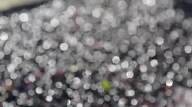 Üzüm hasat üzerinde sıralama tablo, Bordeaux üzüm bağı