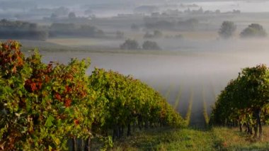 Sonbahar günbatımı manzara-Bordeaux bağ