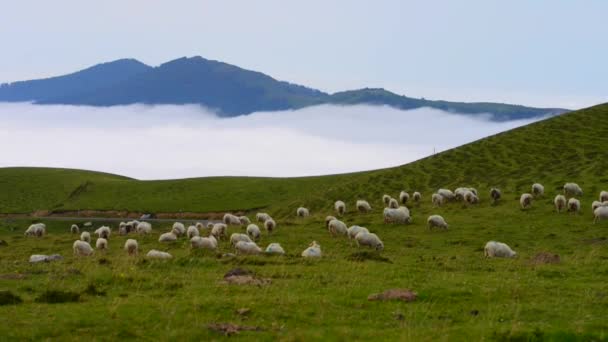 Стадо овец, пасущихся в горах — стоковое видео