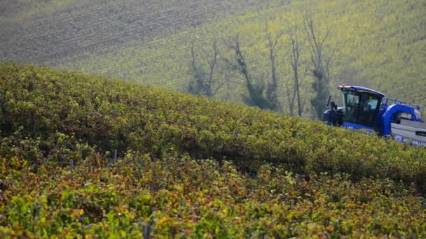 机械收割的葡萄园里的葡萄 — 图库视频影像