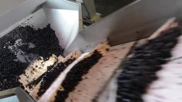 Elaboración del vino-Treading uvas después de la cosecha — Vídeo de stock