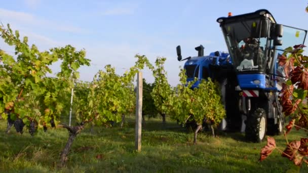 Cosecha mecánica de uvas en el viñedo — Vídeo de stock