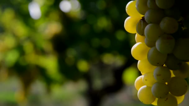 Белый виноград в винограднике — стоковое видео