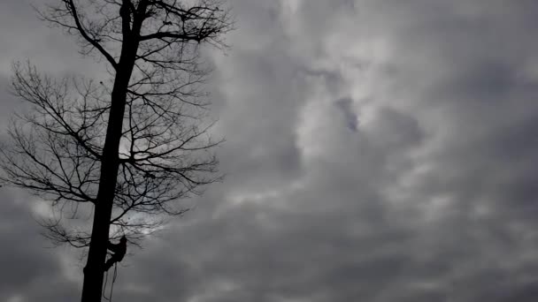 Un trabajador usa una motosierra para cortar un árbol — Vídeo de stock