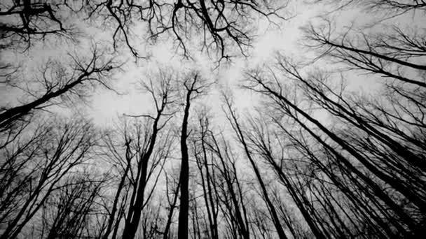 Lesy a stromy černá a bílá — Stock video