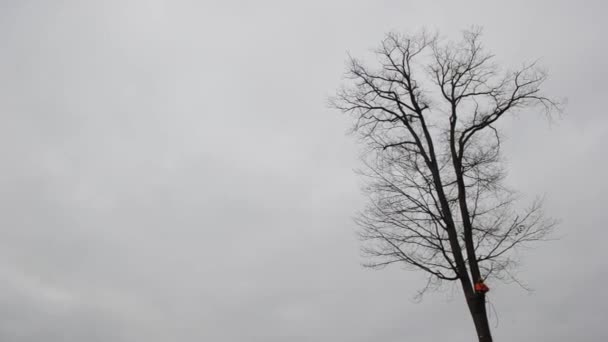 Un trabajador usa una motosierra para cortar un árbol — Vídeo de stock