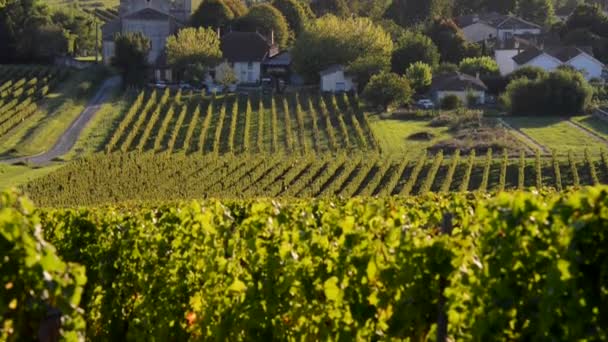 Vignoble bordelais en automne 