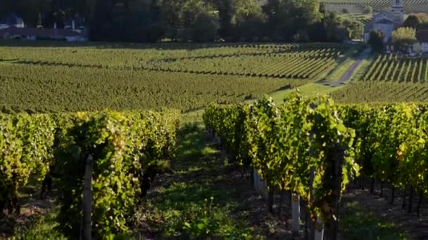 Uprawy winogron w Bordeaux w jesieni — Wideo stockowe