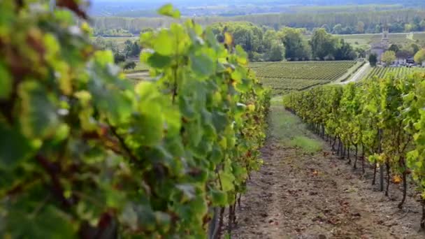 Vignoble bordelais en automne 