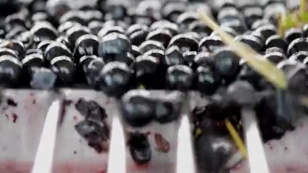 Hrozny sklizeň na Třídící stůl, Bordeaux vinice — Stock video
