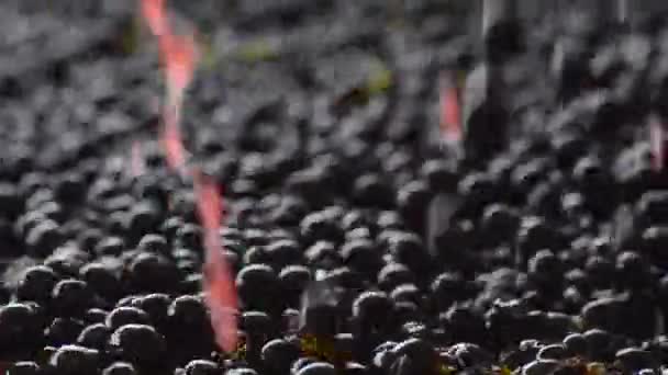 Szőlő szüret a rendezési tábla, Bordeaux Vineyard — Stock videók