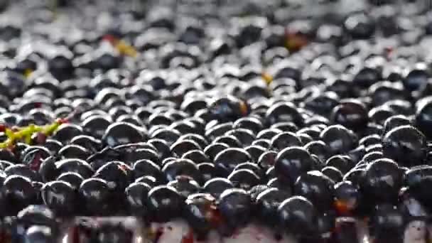 Hrozny sklizeň na Třídící stůl, Bordeaux vinice — Stock video