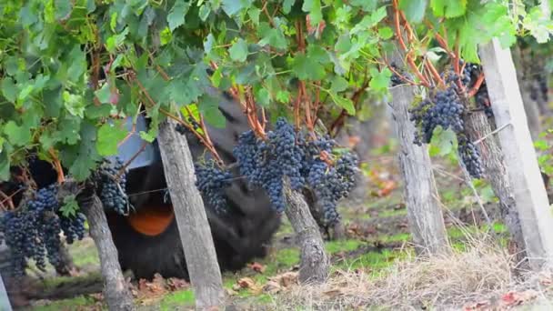 Mechanical harvesting of grapes in the vineyard