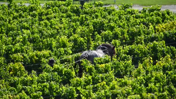 Arbeid wijngaard met een trekpaard — Stockvideo