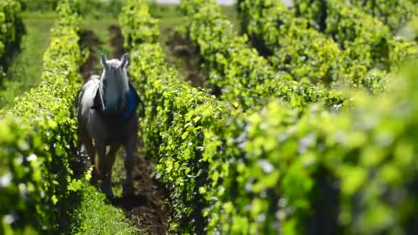 Labour vingård med ett utkast till häst — Stockvideo