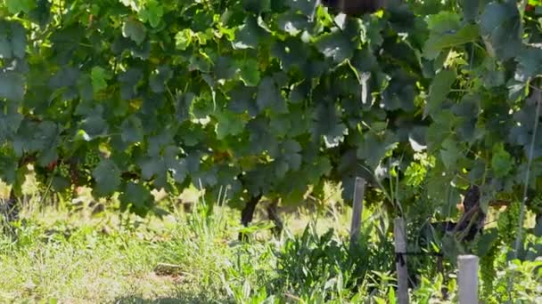 Arbeid wijngaard met een trekpaard — Stockvideo