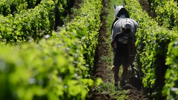 Vignoble de travail avec un cheval de trait — Video