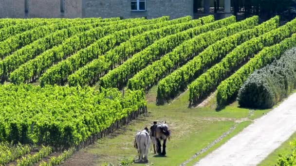 Weinberg mit Zugpferd — Stockvideo