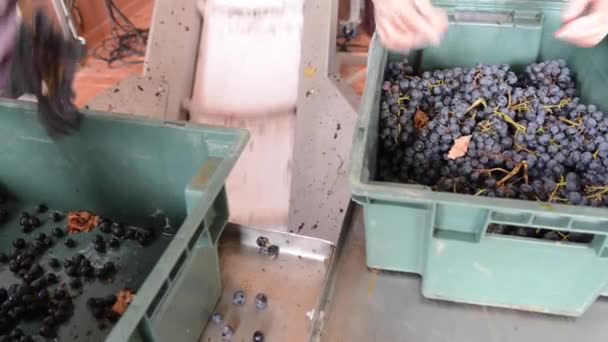 Uvas Colheita-na mesa de triagem, Bordeaux Vineyard — Vídeo de Stock