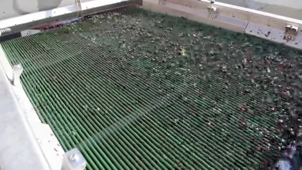 Uvas Mesa de clasificación de cosecha, viñedo de Burdeos — Vídeos de Stock