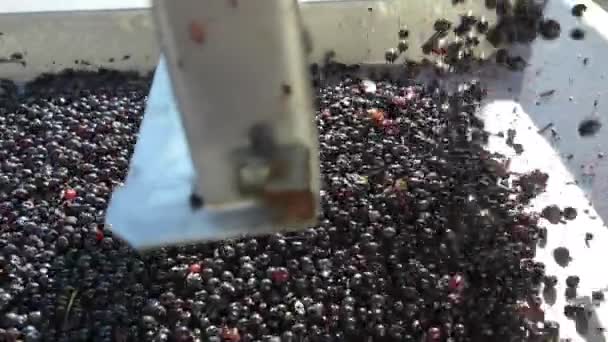 Grapes Harvest-on sorting table, Bordeaux Vineyard — Stock Video