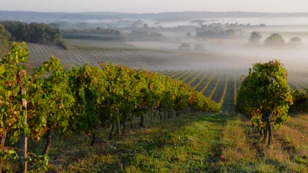 Krajina-Bordeaux vinice v podzimní západ slunce