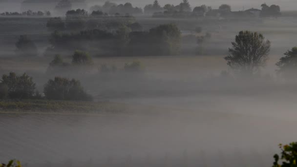 Τοπίο-Μπορντό αμπελώνα στο φθινόπωρο ηλιοβασίλεμα — Αρχείο Βίντεο