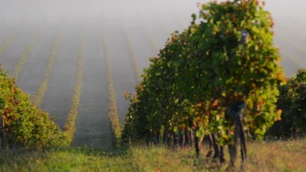 Paysage-vignoble bordelais au coucher du soleil d'automne 
