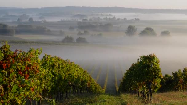 Landschap-Bordeaux wijngaard in herfst zonsondergang — Stockvideo