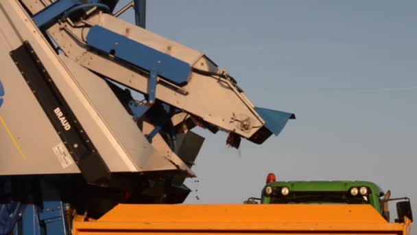 Mechanical harvesting of grapes in the vineyard — Stock Video