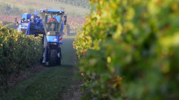 Mechanische oogsten van druiven in de wijngaard — Stockvideo