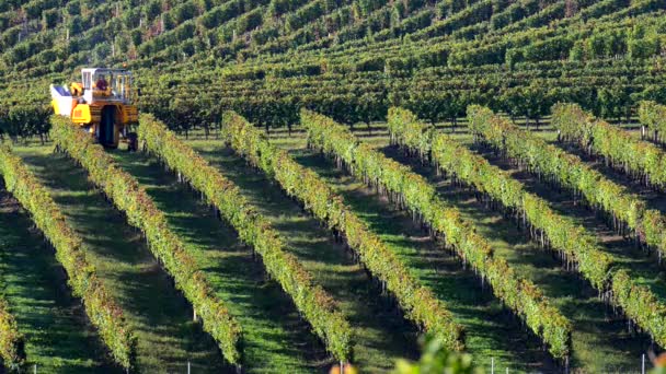 Механическая уборка винограда в винограднике — стоковое видео
