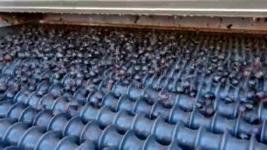Varışta bir titreşimli kemer Cellar'da şarap üzüm sıralama