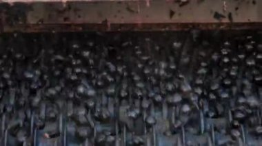 Varışta bir titreşimli kemer Cellar'da şarap üzüm sıralama