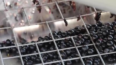 Varışta bir titreşimli kemer Cellar'da şarap üzüm sıralama