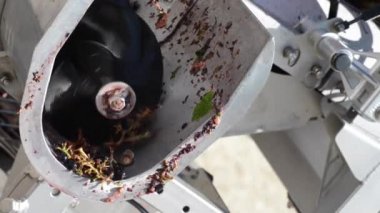 Varışta bir titreşimli kemer Cellar'da şarap üzüm sıralama