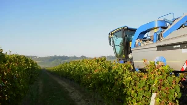 Cosecha mecánica de uvas en el viñedo — Vídeo de stock