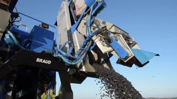 Cosecha mecánica de uvas en el viñedo — Vídeos de Stock