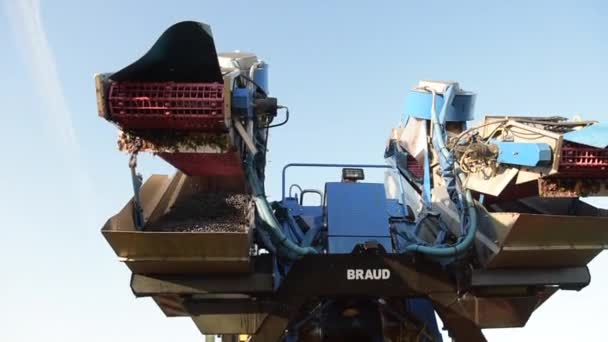 Mechanische oogsten van druiven in de wijngaard — Stockvideo