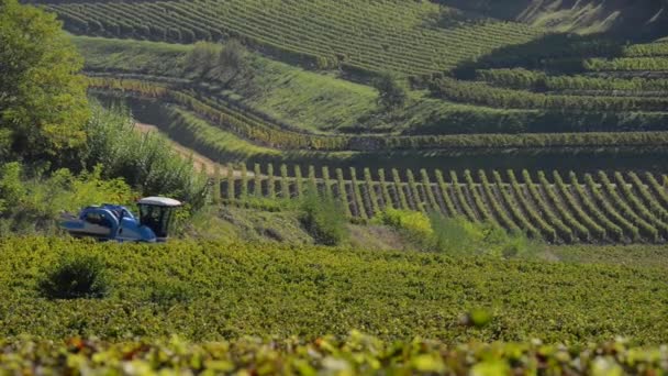 Colheita mecânica de uvas na vinha — Vídeo de Stock