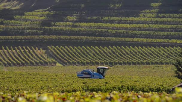 Récolte mécanique des raisins dans le vignoble — Video