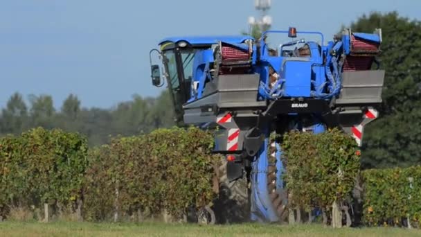 Механическая уборка винограда в винограднике — стоковое видео