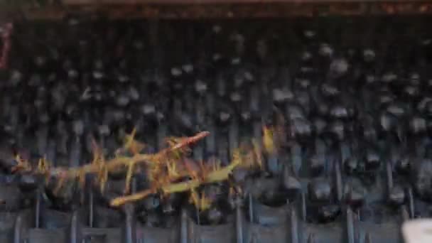 Сортировка винограда по прибытии в подвал на вибрирующем поясе — стоковое видео