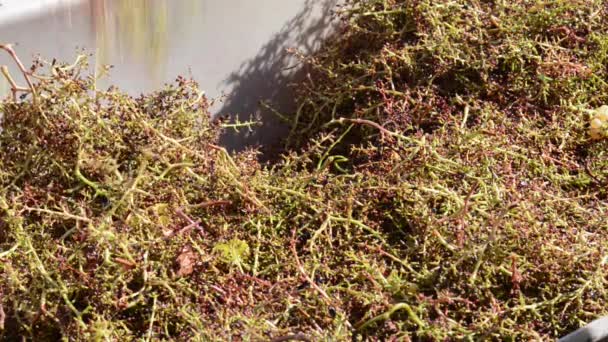 Clasificación de las uvas de vinificación a la llegada a la bodega en un cinturón vibratorio — Vídeos de Stock